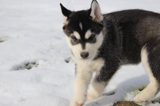 es un puppy aun que esta con su mmamaaaa